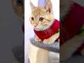 Cute cats#viral #cat #catlovers #petlovers #kitten #cute #love #like