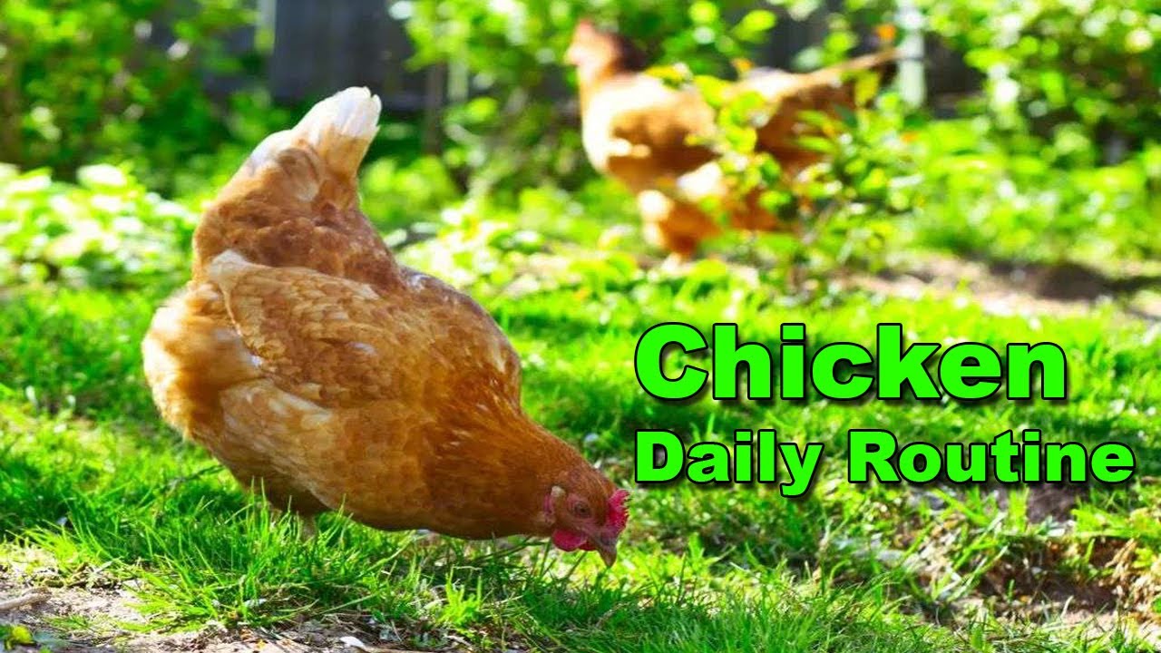 Chicken Daily Routine | Egg Collecting | Eating | Chicks | Backyard ...
