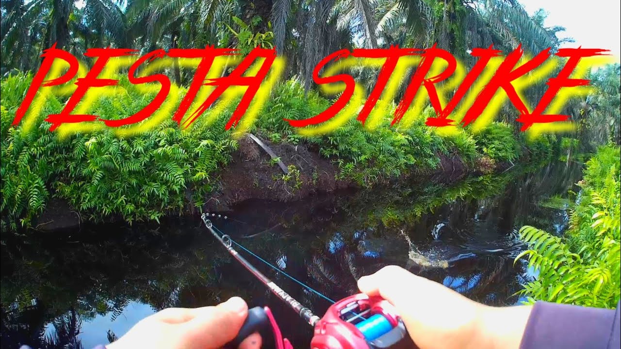 Haruan Runtu Full Strike Casting Haruan Runtu Dan Bujuk | Spot Ladang Sawit [Sibu ...