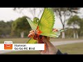 HANVON Go Go Bird (RC Airplane) -  Banggood RC Store