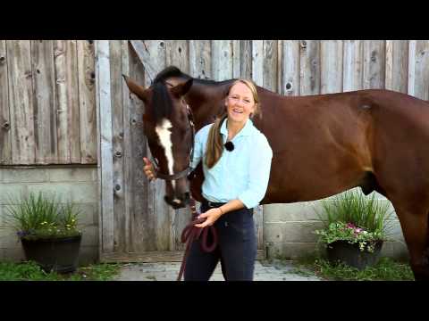 8 Different Horse Stretches