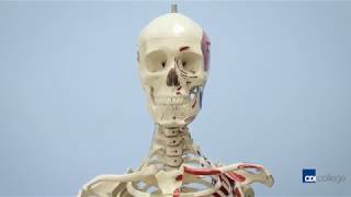 CDI College - Massage Therapy Program - Short Version