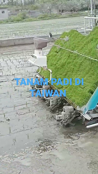 TANAM PADI DI TAIWAN