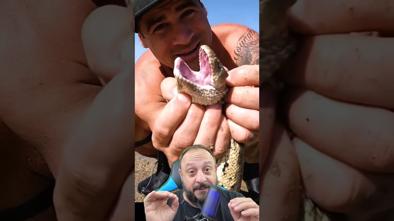 Cobra marinha morta por tubarão na Austrália? com @ybsyoungbloods