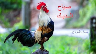 صياح الديك اجمل صوت ممكن تسمعه تحفه اوعي يفوتك