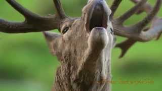 Wildpark Gersfeld/Rhön, Röhrender Hirsch, Red Deer, 4K, UHD,