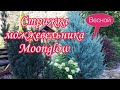 Как ускорить Рост Хвойных?Это реально?Обрезка можжевельника MOONGLOW.Когда провожу обрезку весной.