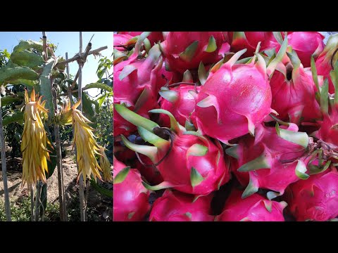 فيديو: مشاكل فاكهة التنين - تعرف على المشكلات الشائعة مع نباتات Pitaya