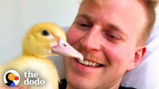 Guy Finds Tiny Duckling On A City Street | The Dodo