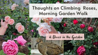 Morning Garden Walk, Doves & My thoughts on Climbing Roses