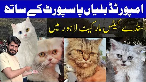 Video 11676911: persian, cat pets, quality cat
