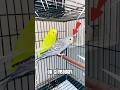 Kiwi the budgi ka dost aagaye part 2| pets vlog #pets #parrot #petsvlog #budgies #budgiesbreedigtips