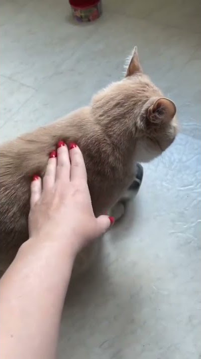 Status Wa||Tingkah lucu kucing ngambek gak dapat jatah preman