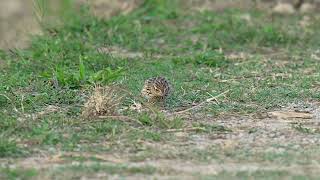 Oriental Skylark 小雲雀