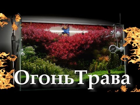 Секрет выращивания красных аквариумных растений