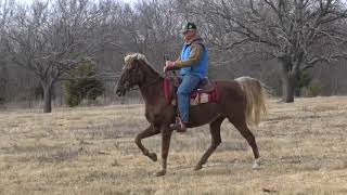 11-Yo Rocky Mountain Gelding, Smooth, Easy Going, Sweet 15.3Hh