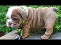 ENGLISH BULLDOG PUPPIES| Funny and cute English bulldog puppies Compilation # 08 | Animal Lovers