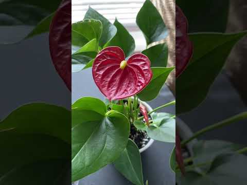 Video: Antoryum Bitkilerini Bölme - Bir Antoryum Bitkisini Nasıl Böleceğinizi Öğrenin
