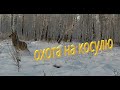 Охота на косулю