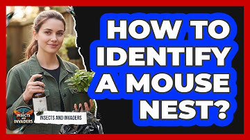 How To Identify A Mouse Nest?