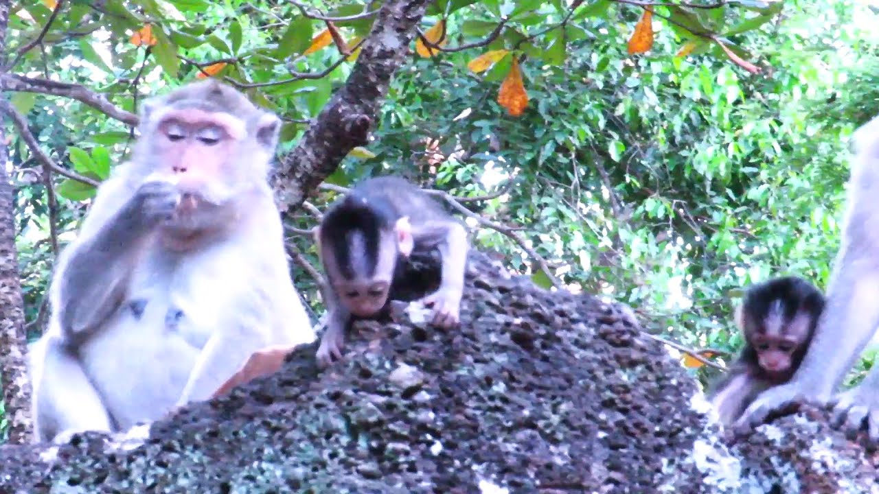 "Adorable Baby Monkey Shenanigans: You Won't Believe This Cuteness