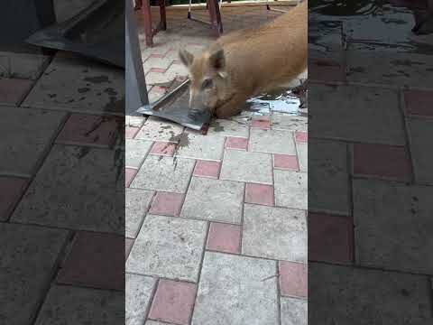 Возвращение блудного сына😁 #hunting #животные #лесной #animals #pig #кабан #собака #еда #gaming