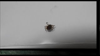 カマキリ　吸血マダニ捕食