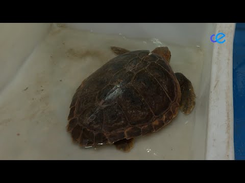 Una nueva tortuga 'boba' llega hasta las instalaciones del CECAM para recuperarse