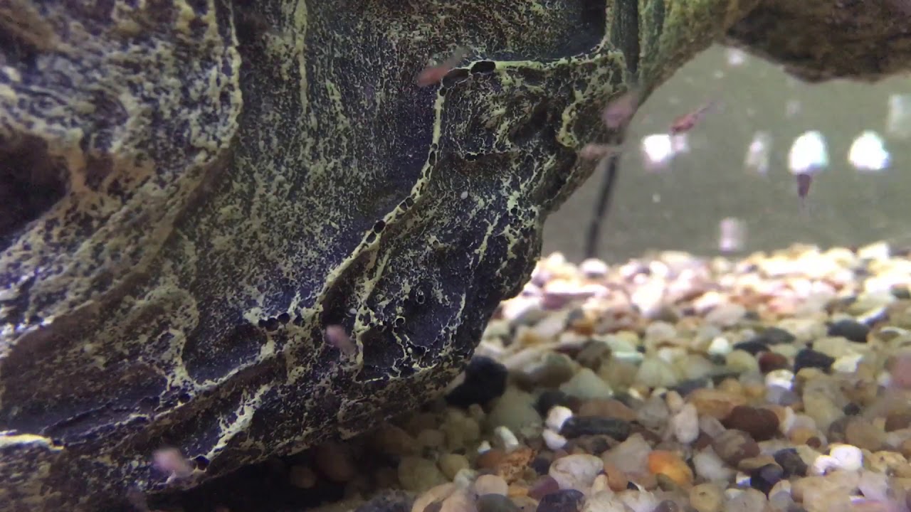 Convict Cichlid babies!!! YouTube