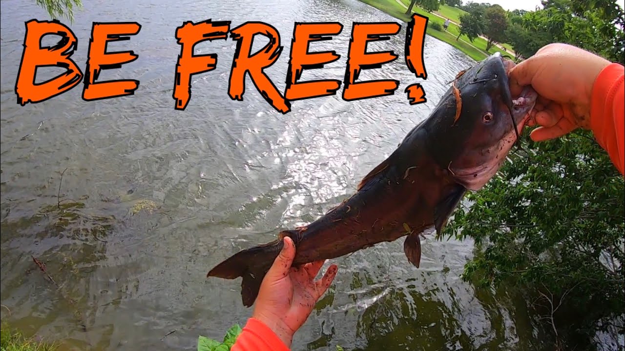 Rescuing a BIG Catfish From ILLEGAL POACHING YouTube
