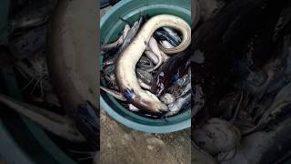 Cukup Segini Aja mancing ikan shorts