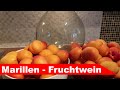 🍷 Aprikosen-Wein selber machen 🍷 - Fruchtwein aus frischen Marillen - Fermentastisch