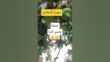 سورة الإخلاص #القارئ #المصحف #اكسبلور