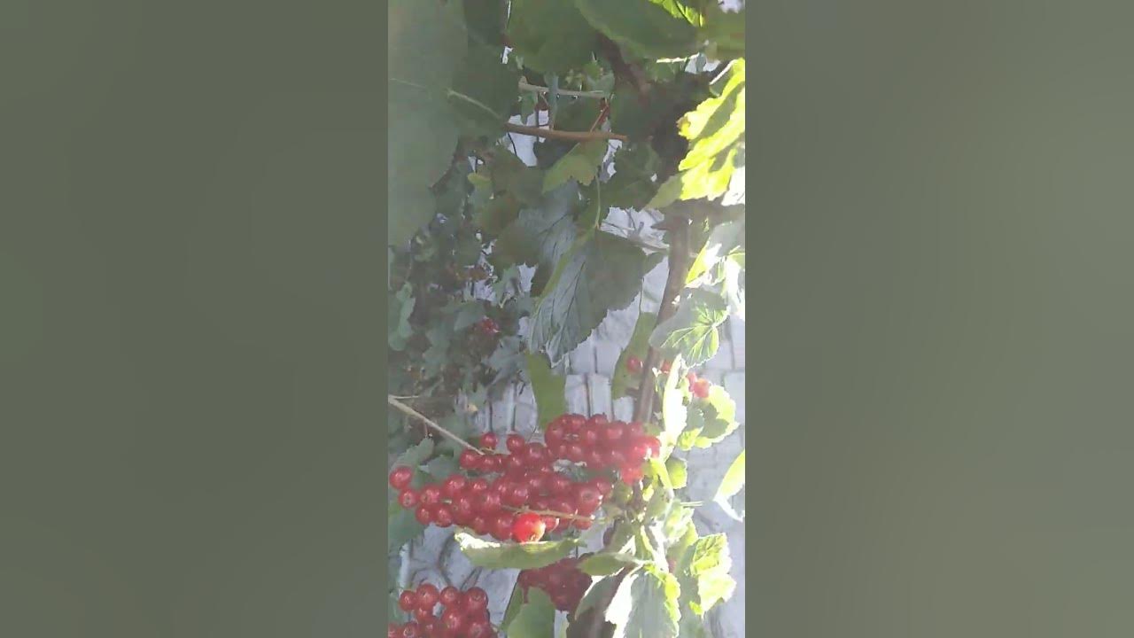 Порички яскраві ягідки - YouTube