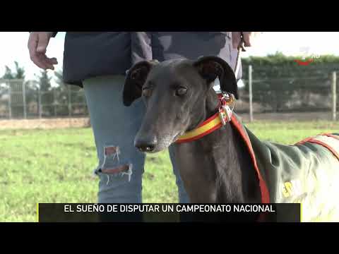Así se entrena un galgo para llegar al campeonato nacional | El campo al día