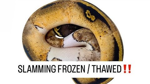 7 Tips on Switching your Ball Python to Frozen Thawed