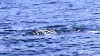 HUMPBACK WHALES IN STELLWAGEN BANK SANCTUARY