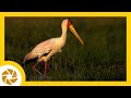 YELLOW BILLED STORK with GUTS . The Chobe River, Botswana. Pangolin Photo Safaris Photo Tips Series.