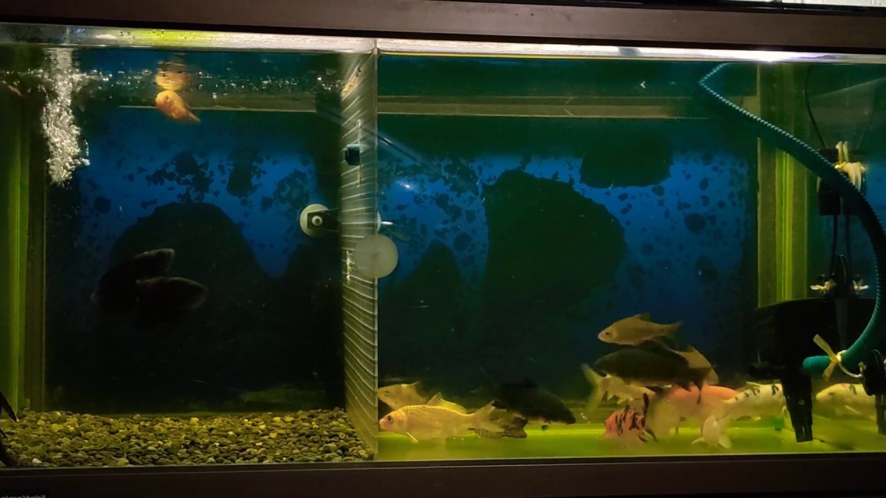 AKUARIUM KECIL [ PEMBESARAN IKAN KOI DAN IKAN OSCAR LAMBAT ] 
