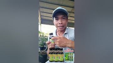 Kích rễ A01 - Thuốc Kích Rễ Cực Mạnh - Giâm chiết cành cực tốt