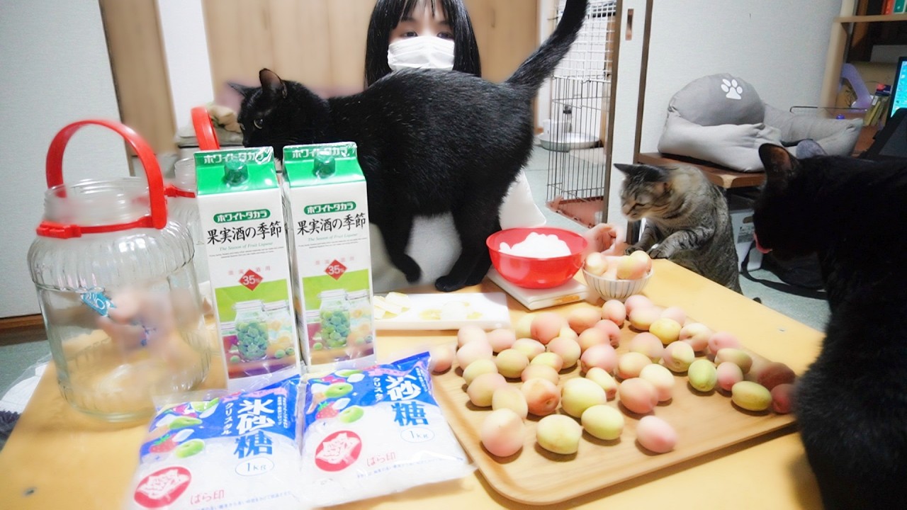 Making fruit liqueur with a cat! A strange stray cat showed up