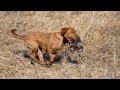 Pheasant Hunting With Labs