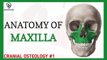 Maxilla Anatomy | Cranial osteology #1