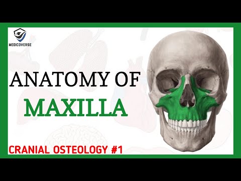 Maxilla Anatomy |