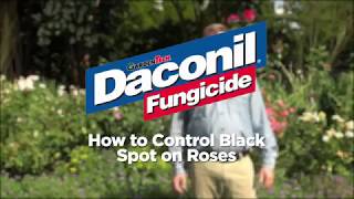 How to Control Black Spot on Roses