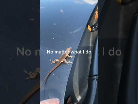 Passenger lizard. Anole