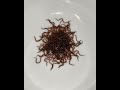 Have you been slowly KILLING your Axolotl? 🤔