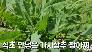 식초가 안들어간 가시상추 장아찌 그리고 요리방법까지