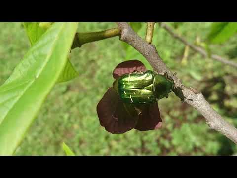 Video: Repični Hrošč - škodljivec Pridelkov Zelja