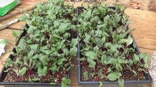 BEETS  GROWING STEP BY STEP [HOW TO DO IT]  (OAG  2017)